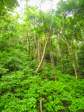 An image from Costa Rica beach